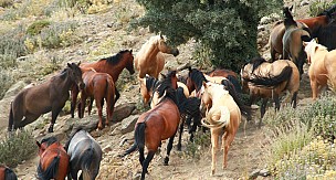 Karadağ'da yılkı atları