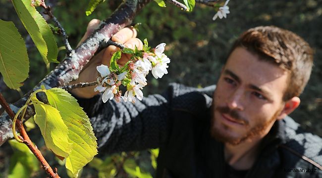 Bu ağaçlar şimdiden çiçek açtı