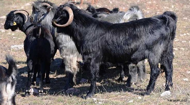 Mut'tan çaldıkları keçileri Karaman'da kesip parçalamışlar