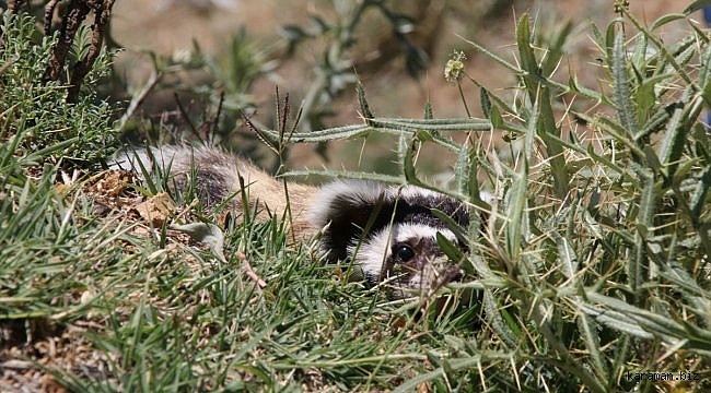 Aksaray'da nesli tükenme tehlikesi altındaki alacasansar görüldü