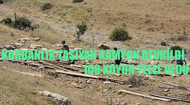 KADINHANINDA KURBANLIK TAŞIYAN KAMYON DEVRİLDİ, 100 KOYUN TELEF OLDU