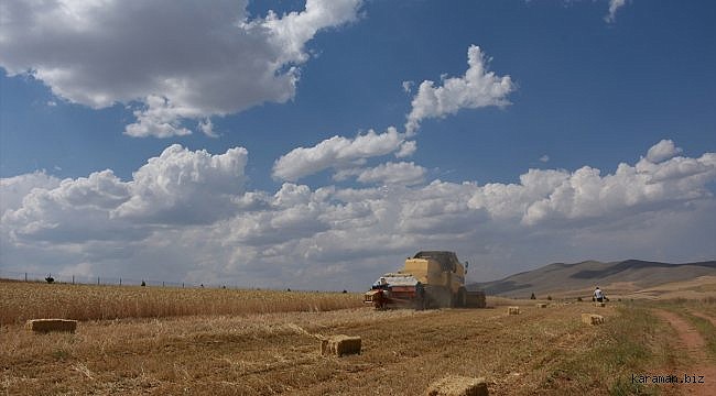 Nadasa bırakılan bozkır arazilerinde kaba yem üretiliyor