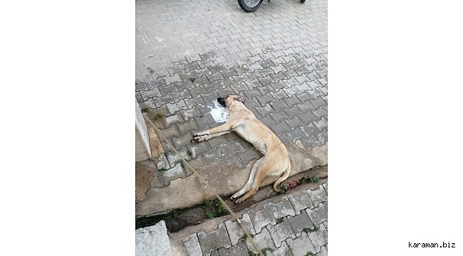 Sarıveliler'de çok sayıda sokak köpeği zehirlendiği iddia edildi