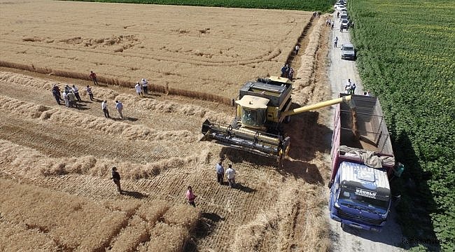 Yerli buğday "Halis" tarım sektörüne tanıtıldı