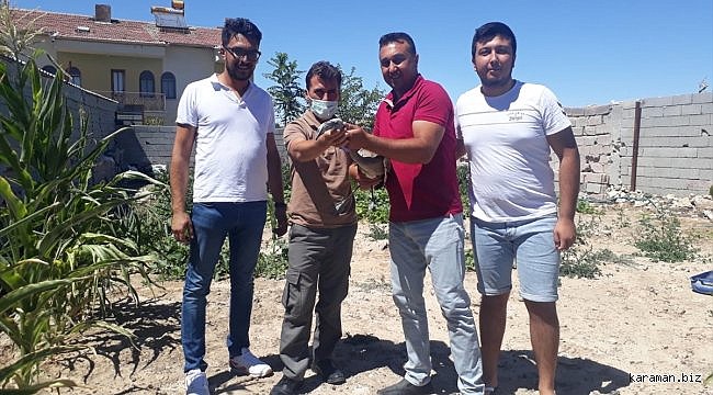 Aksaray'da yaralı flamingolar tedaviye alındı
