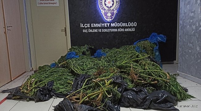 Kahramankazan'da 800 kök dişi Hint keneviri ele geçirildi