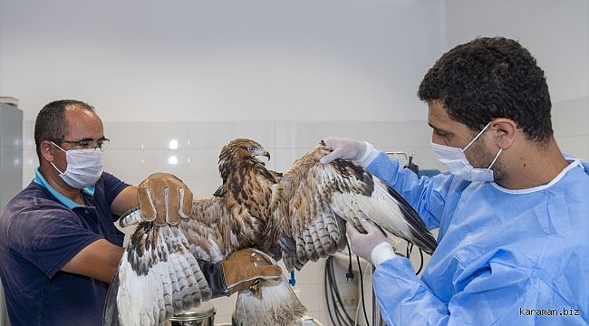 Kayseri'de yaralı halde bulunan hayvanlara belediye sahip çıktı