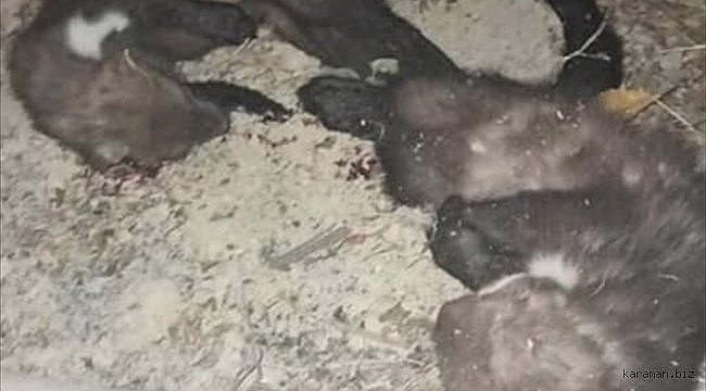 Niğde'de iki kaya sansarını öldüren kişiye 3 bin 487 lira ceza