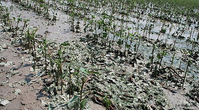 Sivas'ta etkili olan dolu 10 bin dekar tarım arazisine zarar verdi