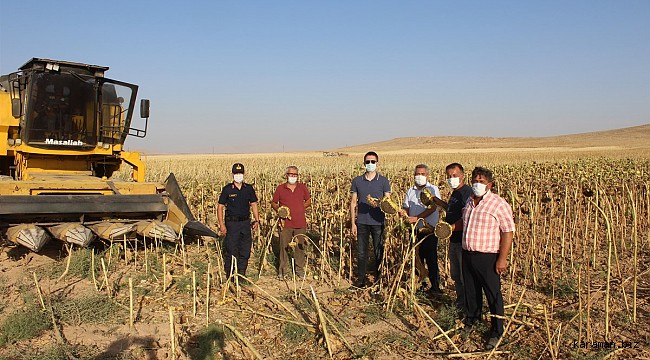 Kaymakam Çakır, ayçiçeği hasadına katıldı
