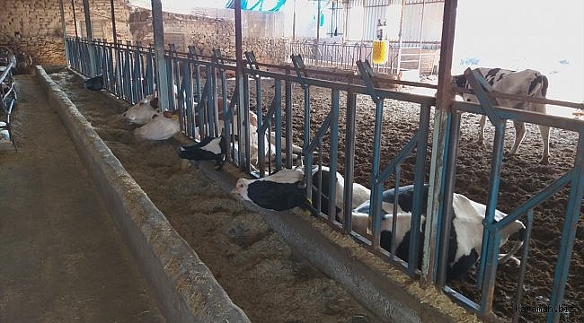 Tırın kopardığı elektrik kablosunun ahırın çatısına düşmesi sonucu 5 inek telef oldu