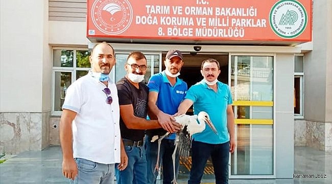 Yaralı olduğu için göç emedeyen leylek tedaviye alındı