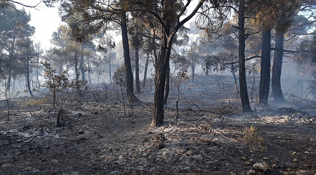 Başyayla'da ciğerlerimiz yanıyor. 5 hektar kızılçam ormanı zarar gördü