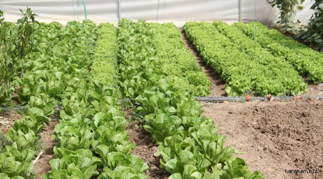 Beyşehir'de desteklemeler seracılıkta hamle yaptırdı
