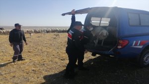 Kayseri'de gözaltına alınan küçükbaş hayvan hırsızlarından biri tutuklandı