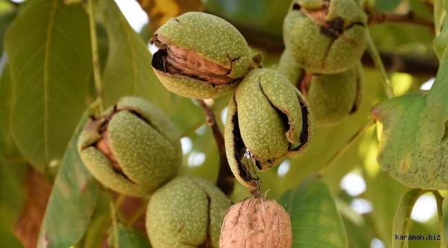 Kırşehir'de chandler ve Kaman-1 türlerinden yüksek ceviz verimi alındı