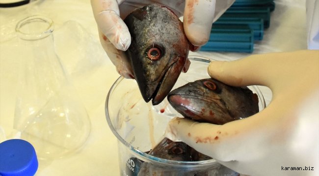 Palamut ve alabalık atıklarını protein tozuna dönüştürdüler