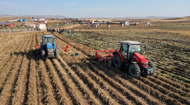 Sivas'ta mor patates ve şeker pancarı hasadı yapıldı