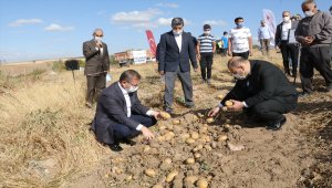 Yozgat'ta yerli patates hasadı yapıldı