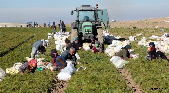 Beypazarı'nda havuç hasadı devam ediyor