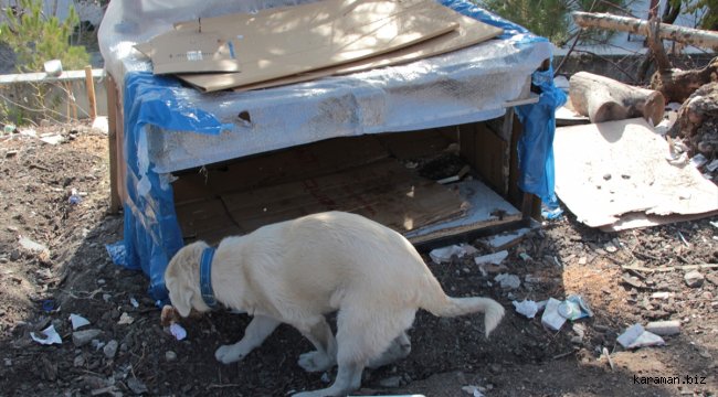 Beypazarı'nda yaralı köpeğe çocuklar sahip çıktı