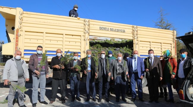 Develi'de 50 bin çam fidanı dağıtıldı