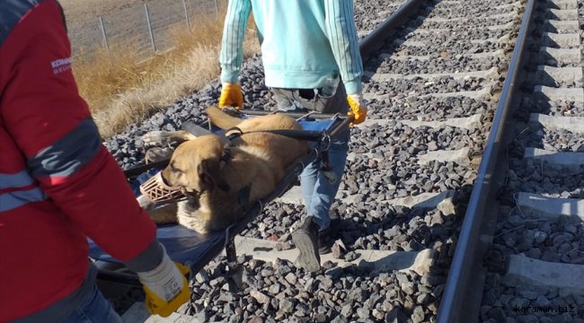 Kayseri'de trenin çarptığı köpek tedavi altına alındı