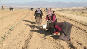 Konya'daki ata topraklarında devasa lavanta bahçesi kurdu