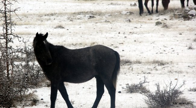 Başkentin yılkı atları kar üstünde görüntülendi