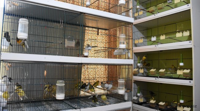 Kanaryalarını sanat müziği dinleterek yarışmalara hazırlıyor