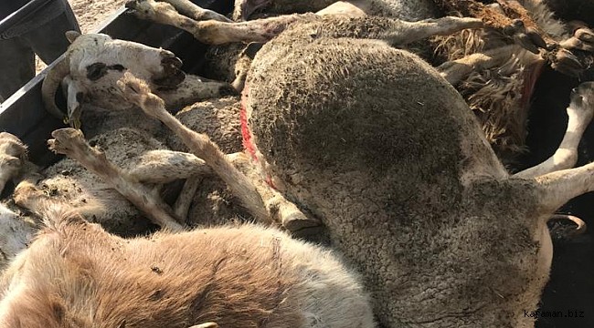 150 koyunu telef oldu, feryat etti: " Bu günümde yanımda olmayan müdürlüğü ne yapayım"