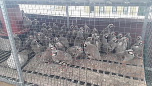 Konya'da evinde keklik besleme hevesi 61 bin liraya maloldu