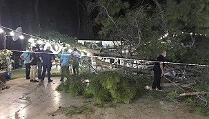 Antalya'da kır düğününde ağaç davetlilerin üzerine devrildi: 2'si ağır 10 yaralı