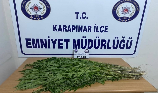 Karapınar'da 257 kök Hint keneviri ele geçirildi