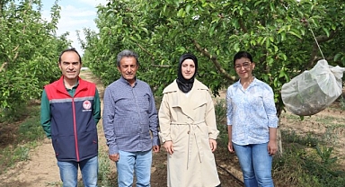 KARAMAN TARIM İL MÜDÜRLÜĞÜNDEN ELMA İÇ KURDU İLAÇLAMA ve BİYOTEKNİK MÜCADELE UYARISI