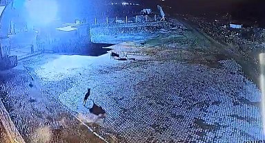Kurt sürüsünün bekçi köpeğine saldırısı kamerada