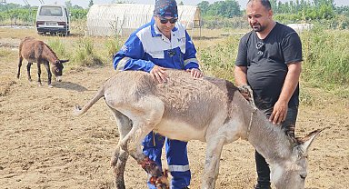 Ölüme terk edilen yaralı eşeği tedavi ettirip, yeniden yürümesini sağladı