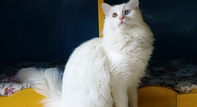 2024'te Van Kedi Villası'na 200 bin ziyaretçi