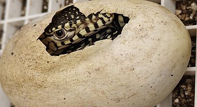 ABD'de dünyanın en büyük kertenkele türlerinden olan 'perentie'lerin ilk yavruları doğdu