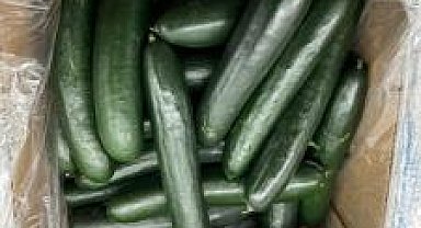 ABD'de salmonella salgını: 68 kişi hastalandı