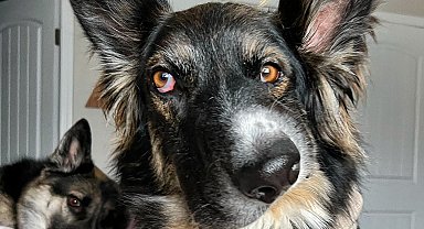 Asimetrik yüzüyle dikkat çeken köpek, Picasso'nun eserlerine benzetildi
