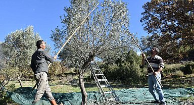 Asırlık zeytin ağaçlarında hasat