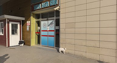 Bacağı kırılan kedi, hastanenin acil servisine geldi
