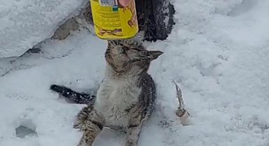Başı konserve kutusuna sıkışan kediyi 2 kardeş kurtardı
