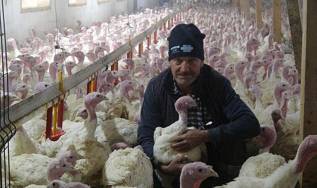 Bolu'da yılbaşına özel 150 bin hindi üretildi