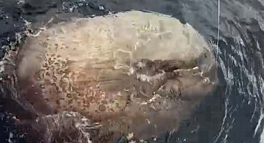 Çanakkale'de 1 tonluk ay balığı, balıkçıların oltasına takıldı