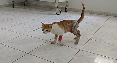 Depremzede kadın, yaralı sokak kedisini tedavi ettirip sahiplendi
