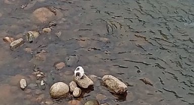 Derede mahsur kalan kedi balıkçı kepçesiyle kurtarıldı