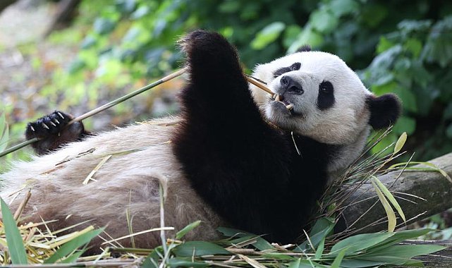 Dev pandalar Xingqiu ve Yilan, Avustralya'ya ulaştı