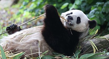 Dev pandalar Xingqiu ve Yilan, Avustralya'ya ulaştı